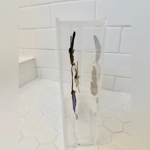 Taxidermy Real Butterfly Shadowbox Display Vintage 1990s - Picture 4 of 4